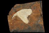 Fossil Ginkgo Leaf From North Dakota - Paleocene #95339-1